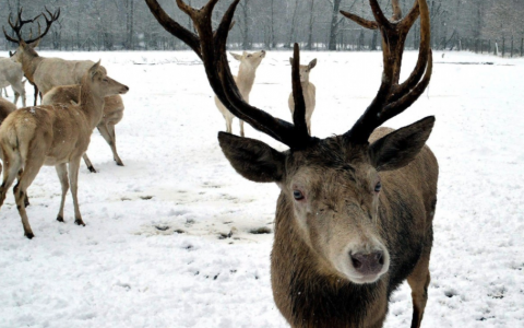 reindeer in snow